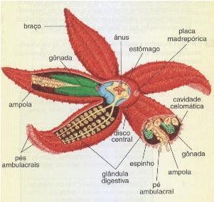 EQUINODERMAS CARACTERISTICAS GERAIS: Circulação: o único liquido circulante é a água, por isso atribui-se ao sistema ambulacral essa