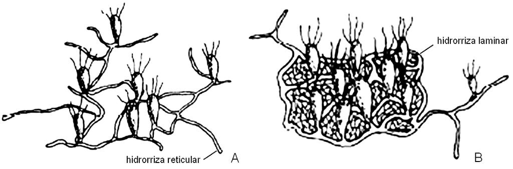 circular. As gônadas se formam sobre o manúbrio, algumas vezes se estendendo ao longo das porções proximais dos canais radiais; com ou sem ocelo (Bouillon et al., 2006; Schuchert, 2008). Fig. 5.