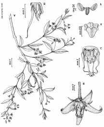 Ditassa dardanoi T.U.P.Konno & Wanderley Trepadeira; ramos volúveis, pilosos a glabrescentes; coléteres interpeciolares triangulares diminutos. Folhas opostas; pecíolo 1,0-2,0 mm compr.