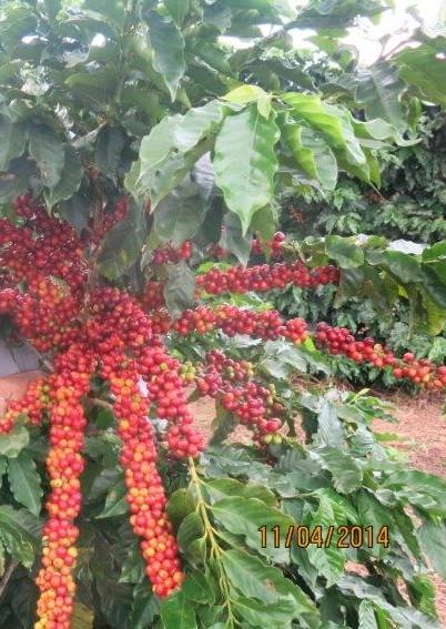 O fruto é uma drupa elipsoide com duas lojas, as vezes têm três lojas, constituindo o ovário.