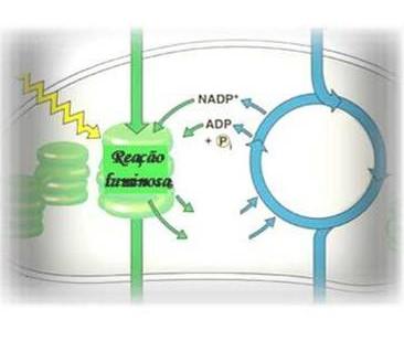 Bioquímica da fotossíntese e assimilação nitrogênio Fase fotoquímica H 2 O CO 2 Respiração CH 2 O CO 2 Fotoquímica