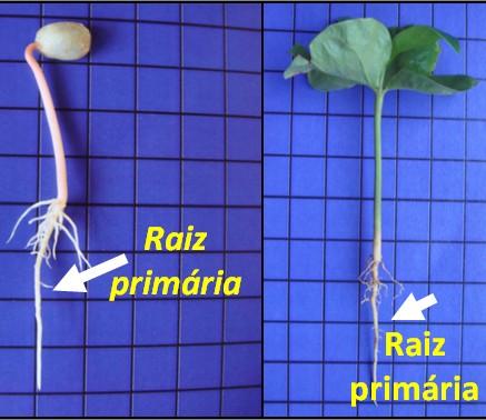 Esses meristemas são: axilar, floral e lateral. Meristema axilar (axila foliar) origina ramo lateral no tronco ou caule produtivo (gema cabeça de série) ou ladrão (gemas seriadas).