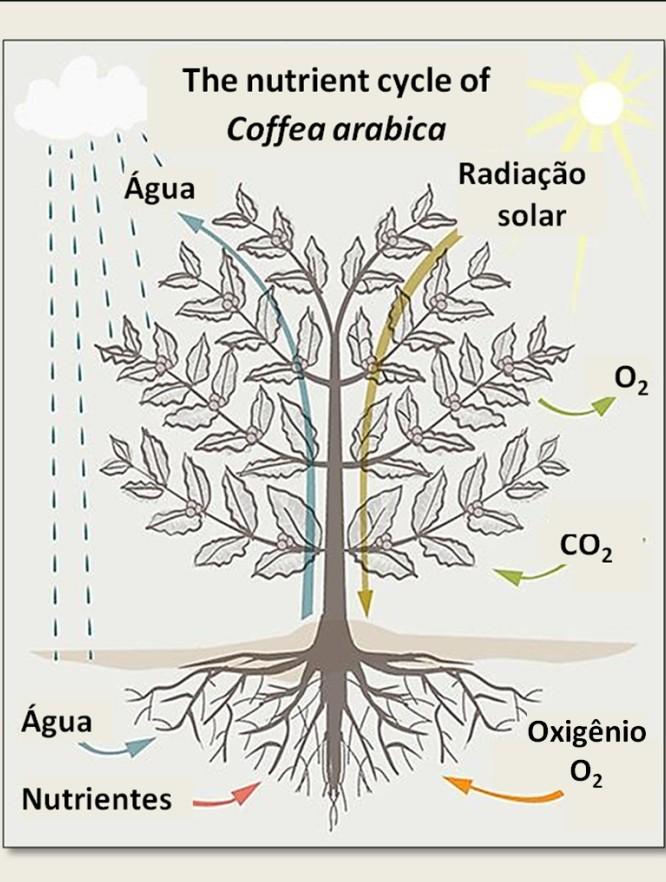 Eira et al (2006) Crescimento e desenvolvimento O crescimento primário diz respeito a extensão dos órgãos, e crescimento secundário à espessura dos mesmos.