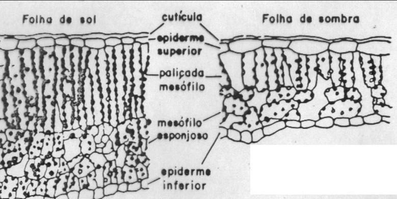 Morfologia da folha de café folha sol folha sombra 55 Barros & Maestri (1974) AF: cm 2 crescimento: cm 2 sem. -1 27 Out. 9,2 4,5 Jan. 9 0,9 Jun.