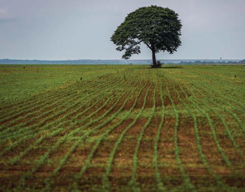 O Brasil não tem mais motivos para desmatar CONFIRA OS PRINCIPAIS DESTAQUES DA PUBLICAÇÃO Apenas na Amazônia, a área de floresta perdida equivale a duas vezes o território da Alemanha.