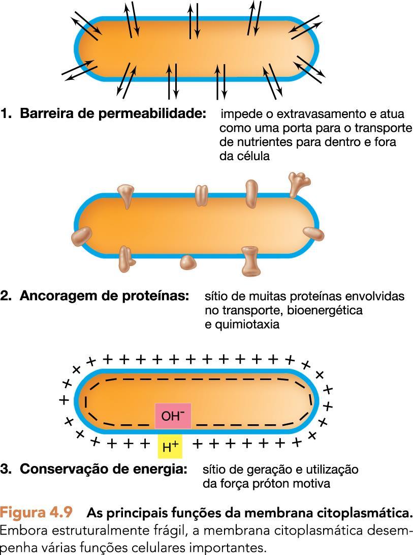 Microbiologia de Brock - Michael T.