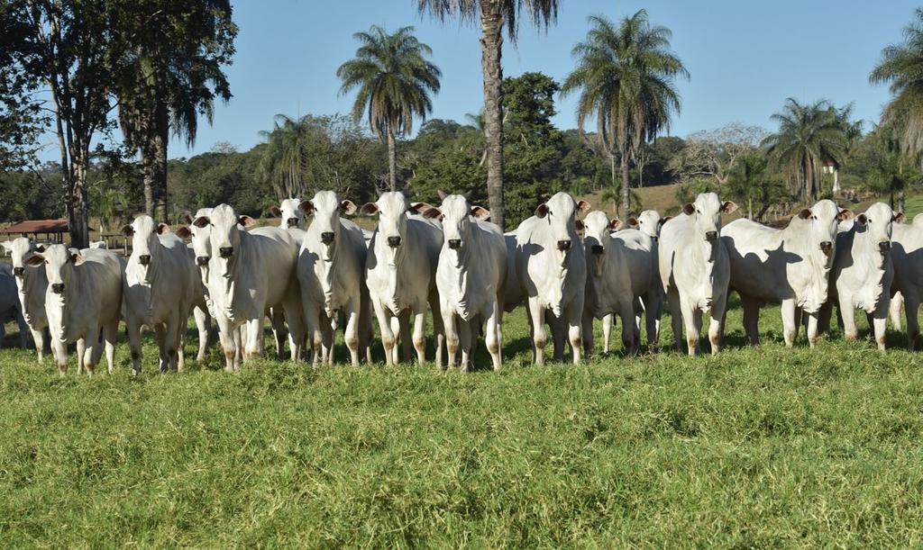 LOTE DE NOVILHAS GERAÇÃO