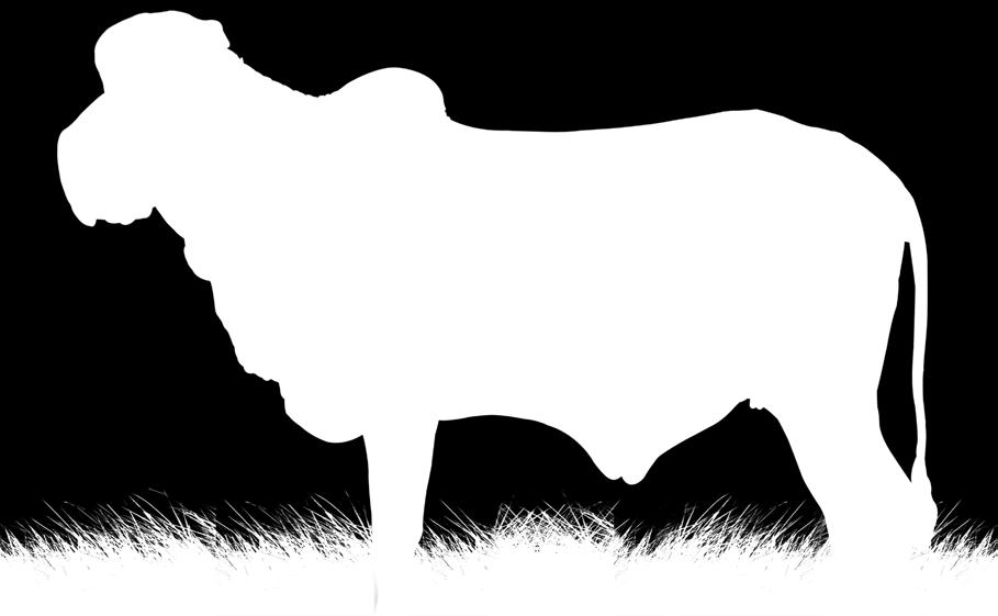 DO GAVIAO Seu pai ENLEVO é filho da lendária Garbha, simplesmente a vaca mais premiada da raça com 43 Campeonatos