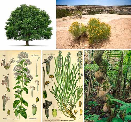 Aula 5 Forma e função das plantas 69 No entanto, ela pode ter seu valor didático por permitir uma fácil identificação de diferentes tipos de plantas.