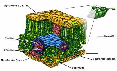 Aula 5 Forma e função das plantas 77 3. Base foliar: é a porção terminal do pecíolo, que o une ao caule. Em monocotiledôneas, a base é geralmente bem desenvolvida, sendo então chamada de bainha.