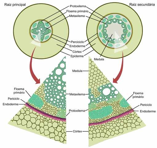 66 Botânica Raiz: estrutura primária e secundária Quando a semente germina, a radícula do embrião dá origem à raiz primária.
