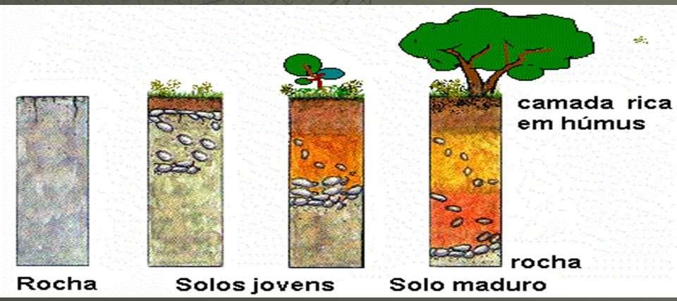 Desenvolvimento do perfil do solo SOLO Os organismos vivos atuam de forma contínua sobre o solo, tanto na sua formação quanto na sua transformação,