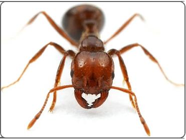 Há no Brasil cerca de 2 mil espécies de formigas, das quais entre 20 a 30 são consideradas pragas urbanas por invadirem alimentos armazenados, plantas e materiais domésticos.