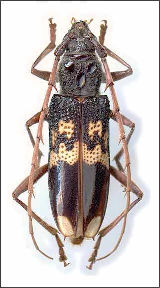PRAGAS DO TRONCO Coleópteros Serradores e broqueadores Phoracantha semipunctata (Fabricius, 1775) (Coleoptera: Cerambycidae) Phoracantha recurva Newman, 1840 ) (Coleoptera: Cerambycidae) Achryson