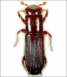 Besouros-de-ambrosia Corthylocurus vernaculus Schedl 1951 (Coleoptera: Scolytidae) Hyphothenemus obscurus (Fabricius, 1801) (Coleoptera: Scolytidae) Monarthrum cristatus Blandford 1905 (Coleoptera: