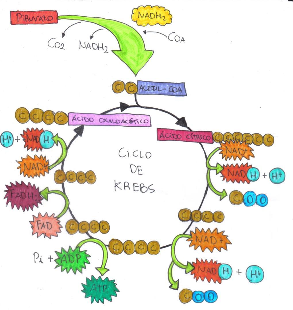 CICLO DE KREBS (CK) Ocorre na matriz da mitocôndria, utilizando o piruvato produzido ao final da glicólise. Começa e termina pelo ácido oxalacético. FIGURA 5: SÍNTESE DO CICLO DE KREBS. 1.
