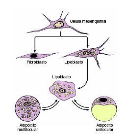 Tecidos Adiposos