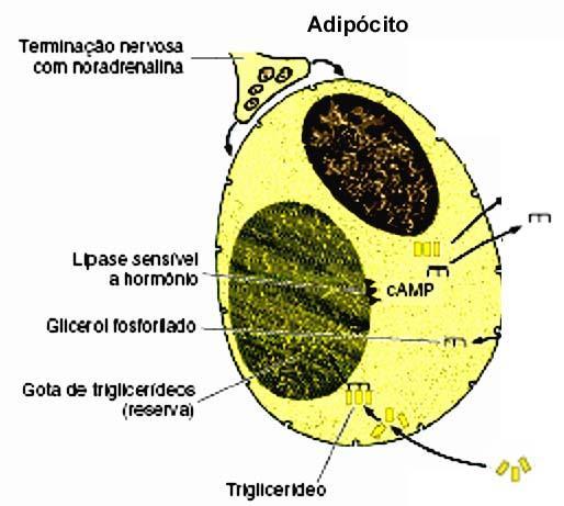 lipídeos