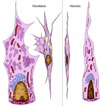 Fibroblasto Origem: mesênquima Função: síntese matriz: fibras e substância amorfa fatores de crescimento Regeneração Morfologia Miofibroblasto