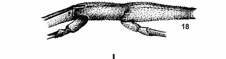 brasiliensis examinadas não diferem de nenhuma das descrições, referências e diagnoses anteriores (McAtee & Malloch, 1925; Maldonado Capriles, 1960; Wygodzinsky, 1951, 1966).