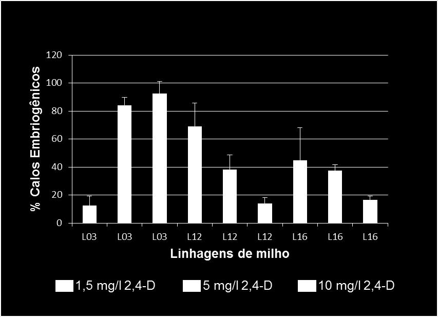 Diferentemente do resultado observado para a linhagem de milho L03, a linhagem L12 apresentou melhor resultado de formação de calos embriogênicos (69 %) na concentração de 1,5 mg/l de 2,4-D, enquanto