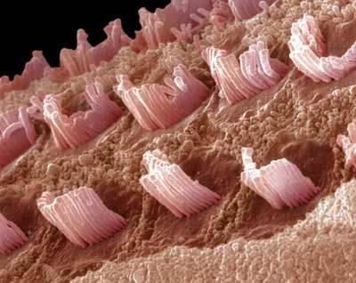Ouvido Interno Cóclea (caracol) Células ciliadas são estimuladas pelas mudanças de pressão do líquido