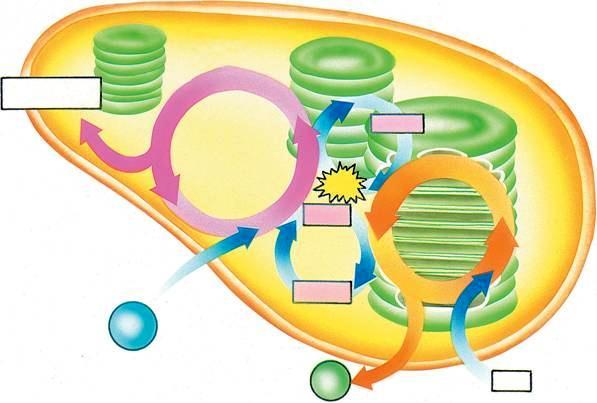 Fase de escuro (química) CO 2 é reduzido a glicose, processo endotérmico (Ciclo de Calvin- Benson).