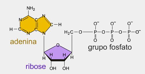 O papel do ATP ATP: Trifosfato de adenosina, é um nucleotídeo encontrado em todas as células