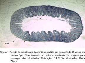 Schwarz et al.. (2016) As imagens das lâminas histológicas foram capturadas com auxílio de microscópio óptico acoplado a uma câmera de captura de imagem com computador.