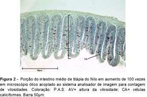 Foi realizada a contagem das vilosidades de acordo com o campo de captura de imagem no aumento de 40 vezes (Figura 1), dentre estas, cinco foram escolhidas, pelo critério de integridade, para ser