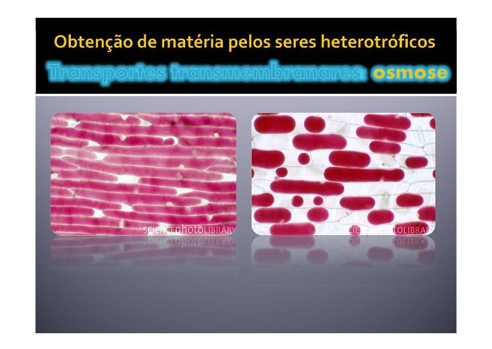 Células da epiderme da cebola coradas com vermelho neutro e colocadas num meio hipotónico