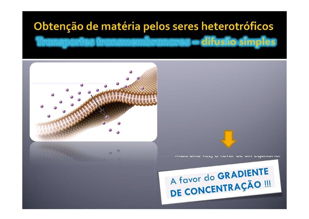 Na difusão simples as moléculas movimentam-se do meio onde a sua concentração é mais elevada (hipertónico) para o meio onde a sua concentração é