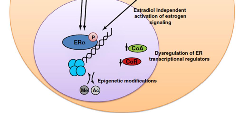 regulation do receptor Sinalização alternativa: terapia