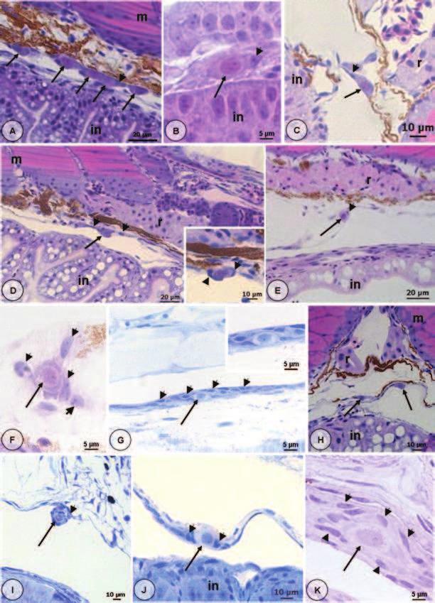 Fig. 1: Primórdio gonadal em B. orbignyanus. A: Aspecto geral do primórdio gonadal, 24 hpe. B: Detalhe da CGP, no momento da eclosão. C: Corte transversal, 30 hpe.