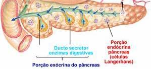 hidrolisa as lig. α 1,4 glicosídicas incapaz de hidrolisar lig.