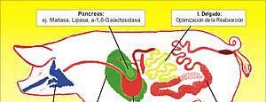 No intestino grosso ( semelhante ao rúmen) Importante p/ os eqüinos (ceco e cólon funcionais) Coelho aproveita os cecotróficos digestão realizada pela ação de enzimas produzidas por microrganismos