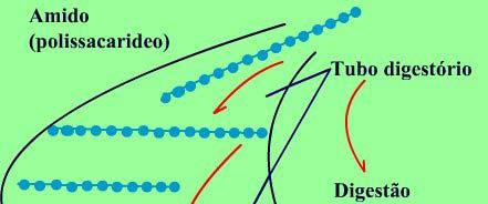 Processos digestivos Local de digestão Ação enzimática Produção de hormônios Condição ambiental (ph, co