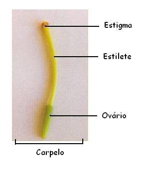 O carpelo modificado é o pistilo Carpelo: folha modificada diferenciada em 3 regiões Carpelo ovário estigma