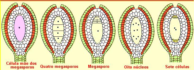 Nos óvulos: -produção de megásporos (n) 1 célula mãe dá origem a 4 filhas, 3