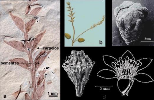 das famílias atuais, compondo 70% da flora a Archaefructus b