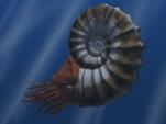 Fauna e flora do Cretáceo Fauna marinha: Grande diversificação dos amonites (extintos no