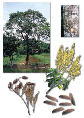 ISSN 1517-5278 Guaricica (Vochysia bifalcata) 1 150 Taxonomia e Nomenclatura De acordo com o sistema de classificação de baseado no The Angiosperm Phylogeny Group (APG) II, a posição taxonômica de