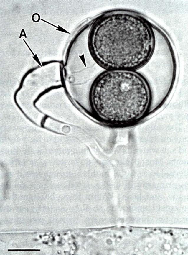 c) Estruturas reprodutivas sexuais -Gametângio Feminino: Oogônio (1 ou + oosferas) -Gametângio Masculino: Anterídio