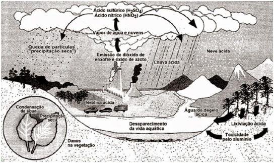 a) I-fixadoras; II-decompositoras; III-nitrificantes e IV-desnitrificantes. b) II-fixadoras; I-decompositoras; III-nitrificantes e IV-desnitrificantes.