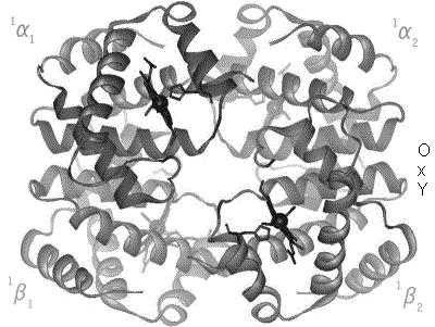 Hemoglobina uma proteína que respira From Wikipedia, the free encyclopedia 1.