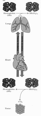 CO 2 Tecido muscular (Bohr)