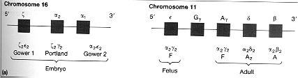 Hemoglobina Síntese das cadeias da hemoglobina humana ao longo do desenvolvimento: Hb Gower1 (ζ 2 ε 2 ) Hb Gower2 (α 2 ε 2 ) Hb Portland (ζ 2 γ 2 ) Hb fetal (α 2 γ 2 ) Hb A (α 2 β 2 ) Hb A 2 (α 2 δ 2