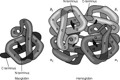 1. Quais as diferenças estruturais entre Mb e Hb? 2. Como se estabelece a ligação do O 2 àmb e Hb? 3. Quais as características da ligação do O 2 àmb e Hb?