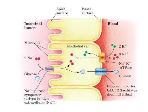 Citoplasma Meio extracelular Transporte de Glicose nas
