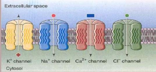 membrana Exemplo: Canais de